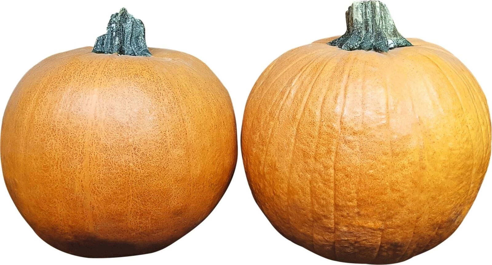 Kürbis Halloween gross