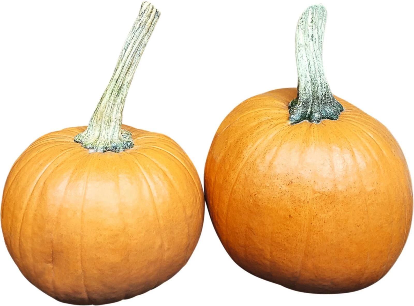 Kürbis Halloween klein