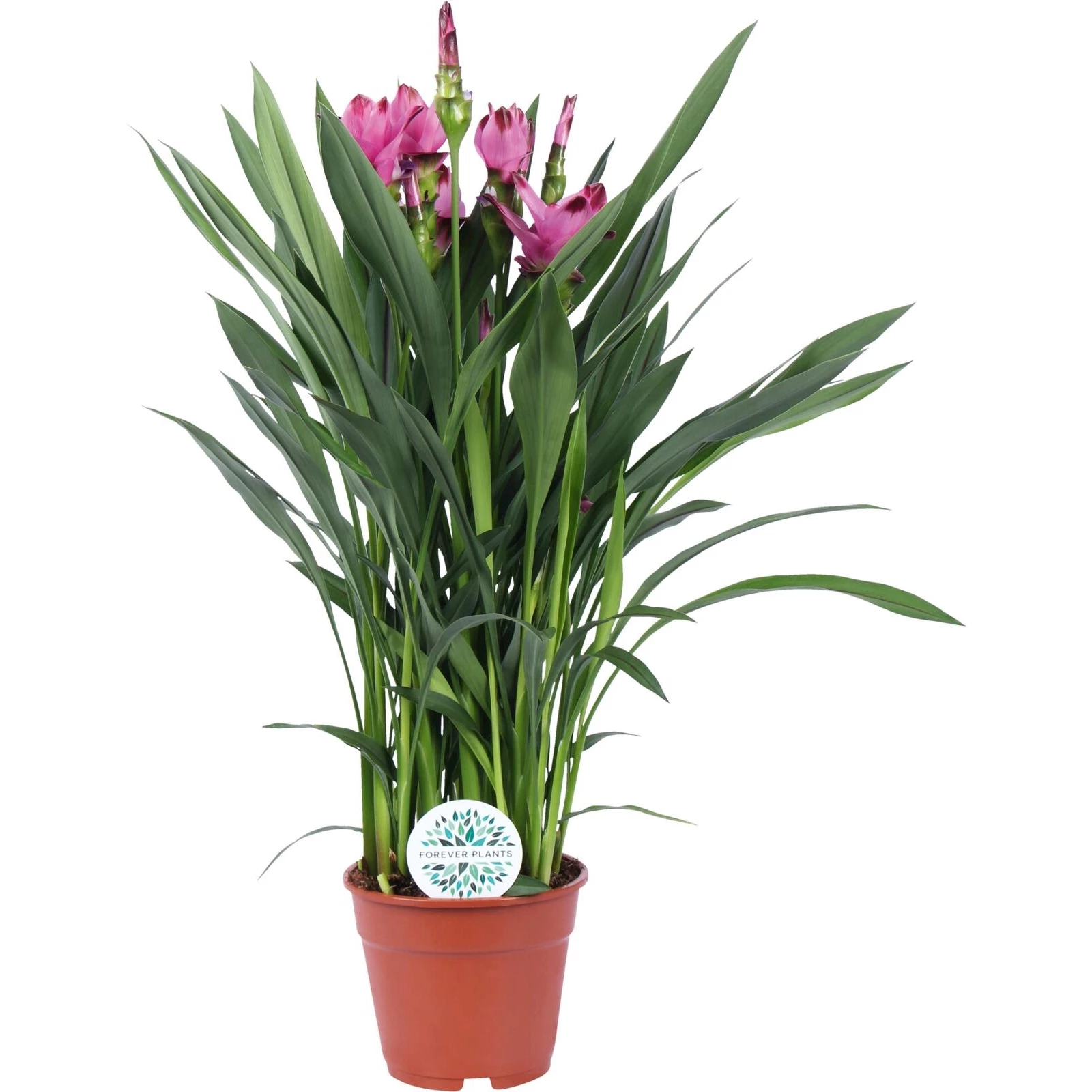 Curcuma Inodora Curcuma P17 cm kaufen - Kletterpflanzen u. mehrjährige Pflanzen - LANDI