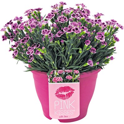 Dianthus Pink Kisses P17 cm
