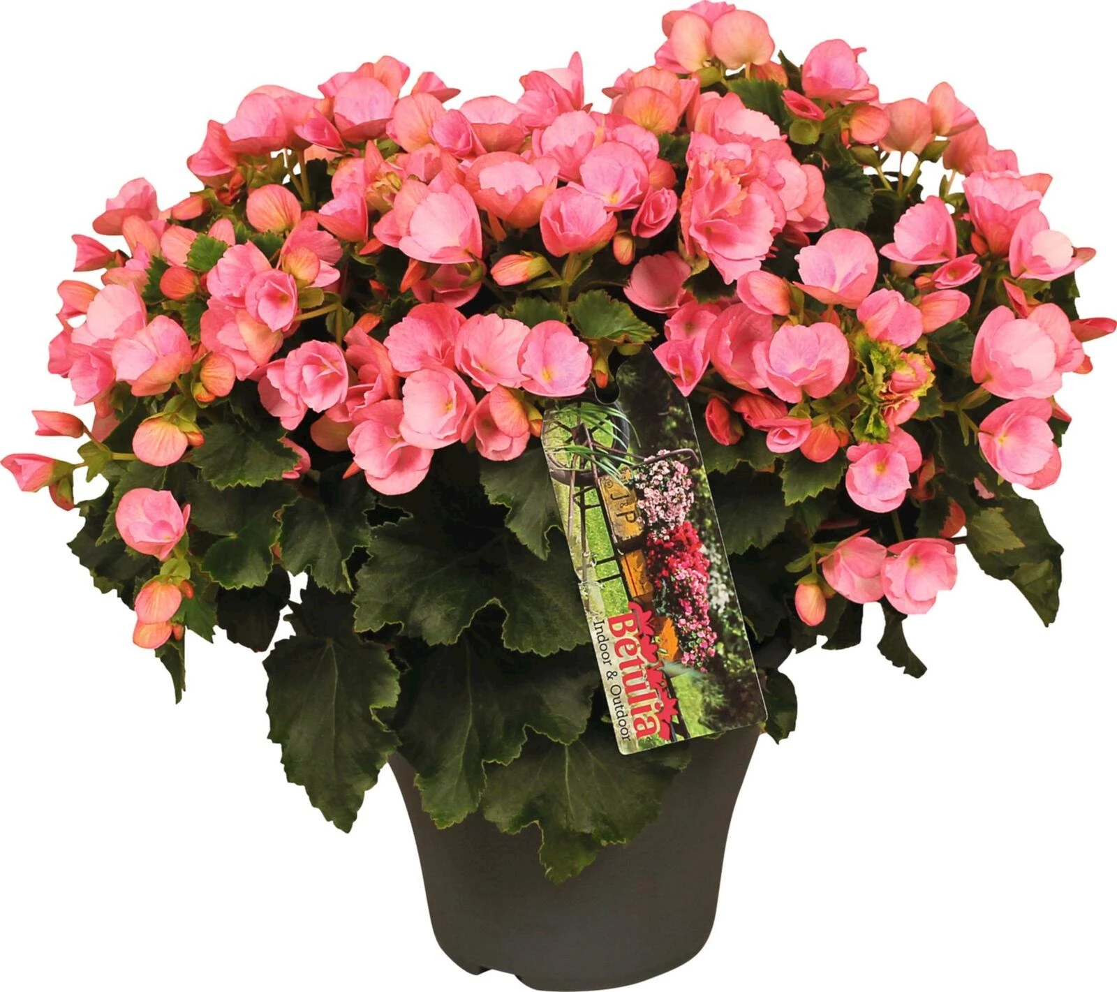 Gartenbegonia betula P19 cm