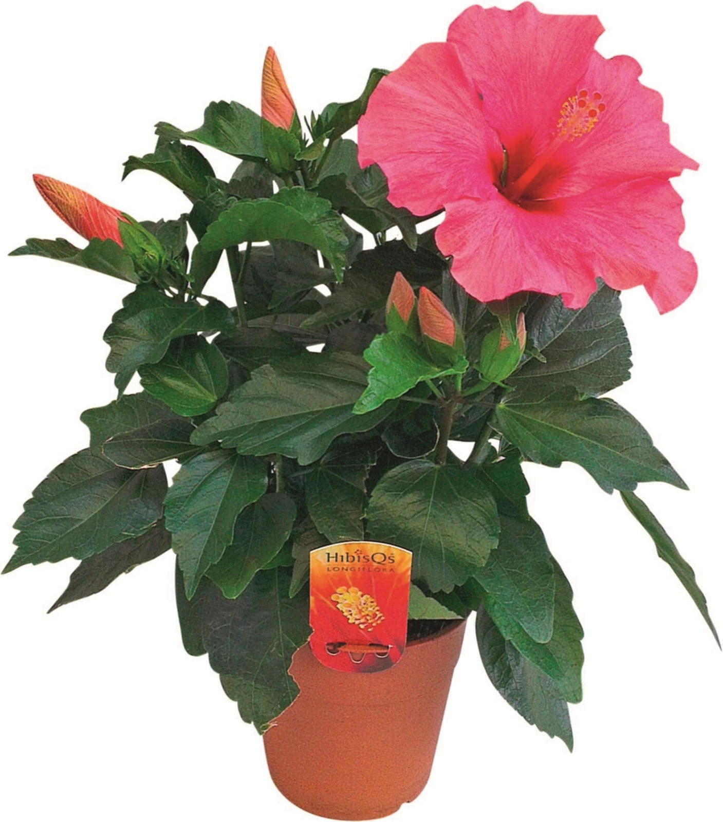 Hibiscus Buisson P13 cm