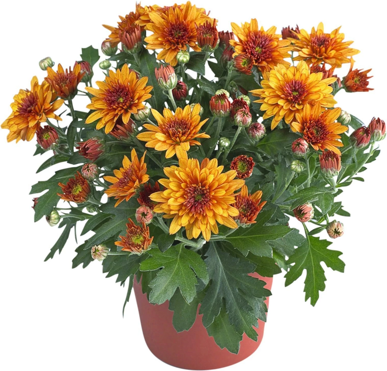 Chrysanthemen Mums P10.5 cm