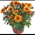 Chrysanthemen Mums P10.5 cm