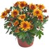 Chrysanthemen Mums P10.5 cm