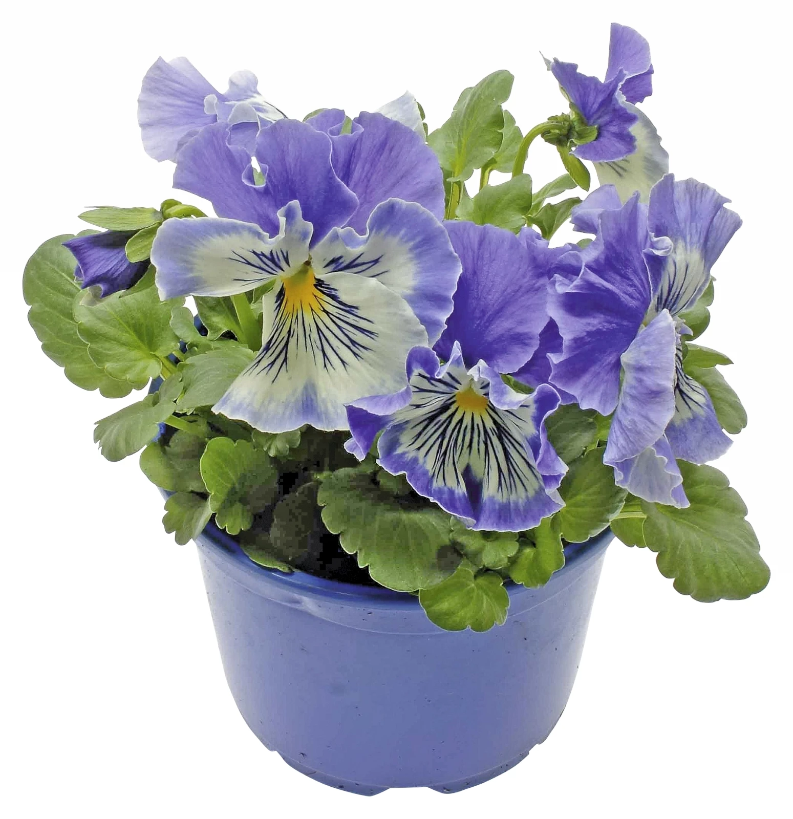 Viola Cats P12 cm kaufen Einjährige Beet u. Balkonpflanzen LANDI