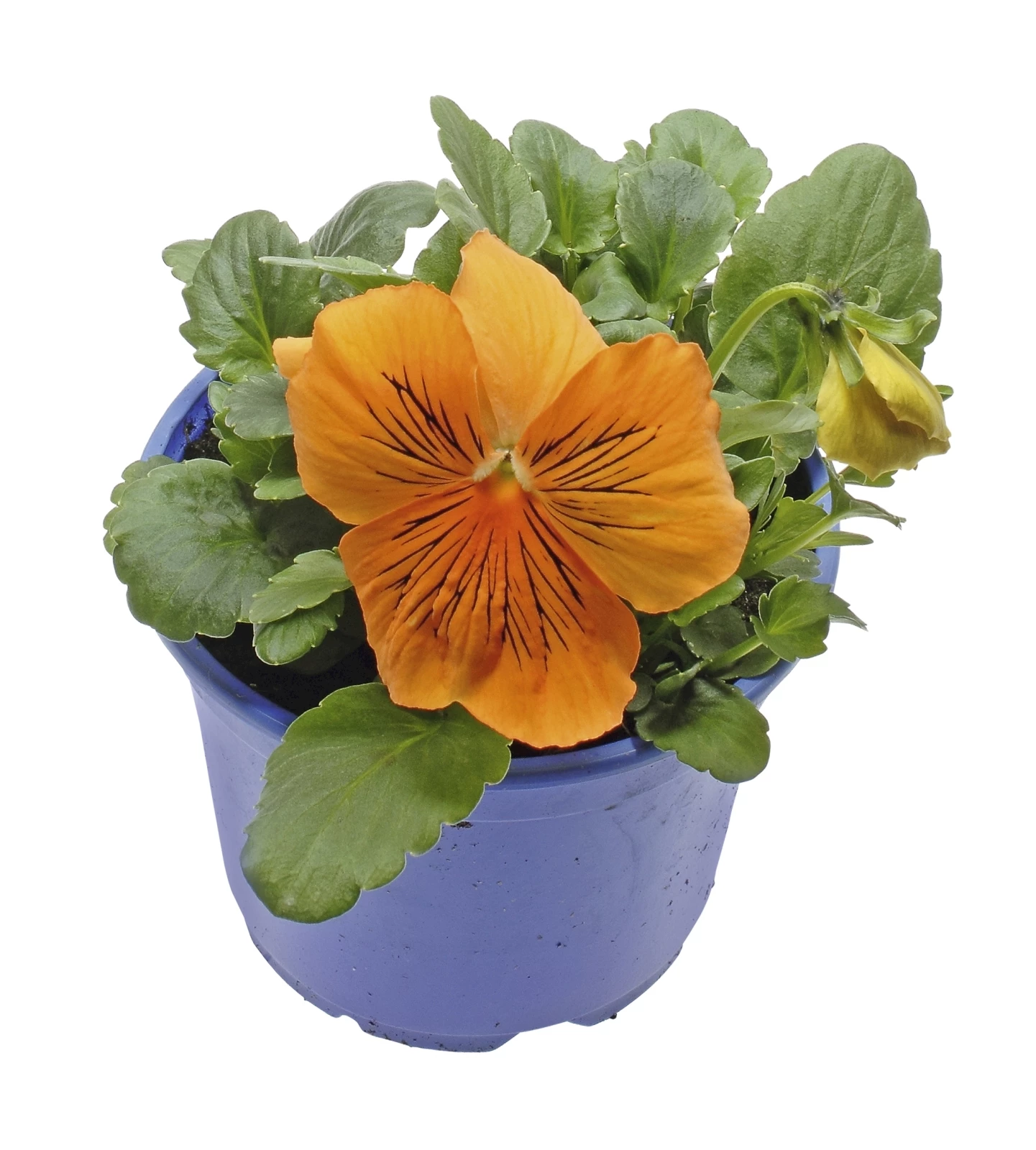 Viola Cats P12 cm kaufen Einjährige Beet u. Balkonpflanzen LANDI