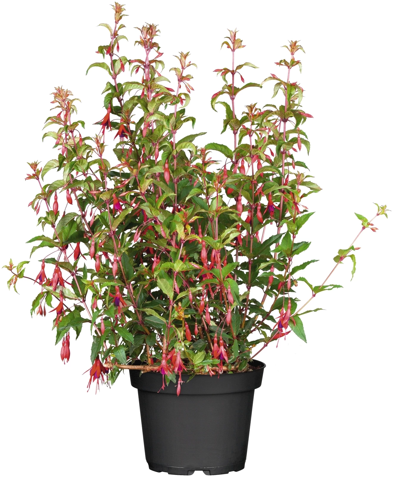 Fuchsia Freiland Mix P23 cm