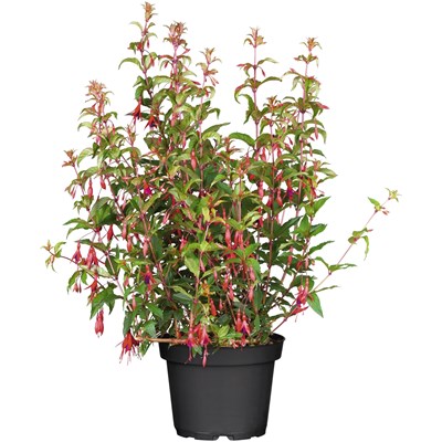 Fuchsia pays rouge Mix P23 cm