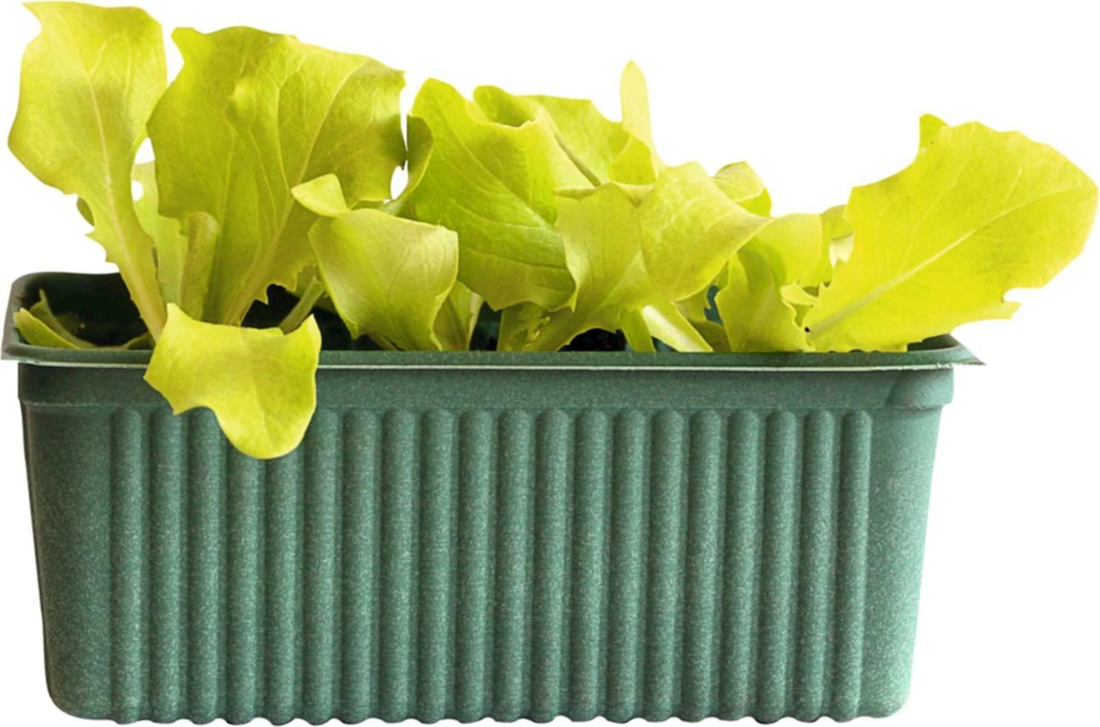 Kopfsalat Bio grün 6er Schale