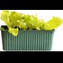 Kopfsalat Bio grün 6er Schale