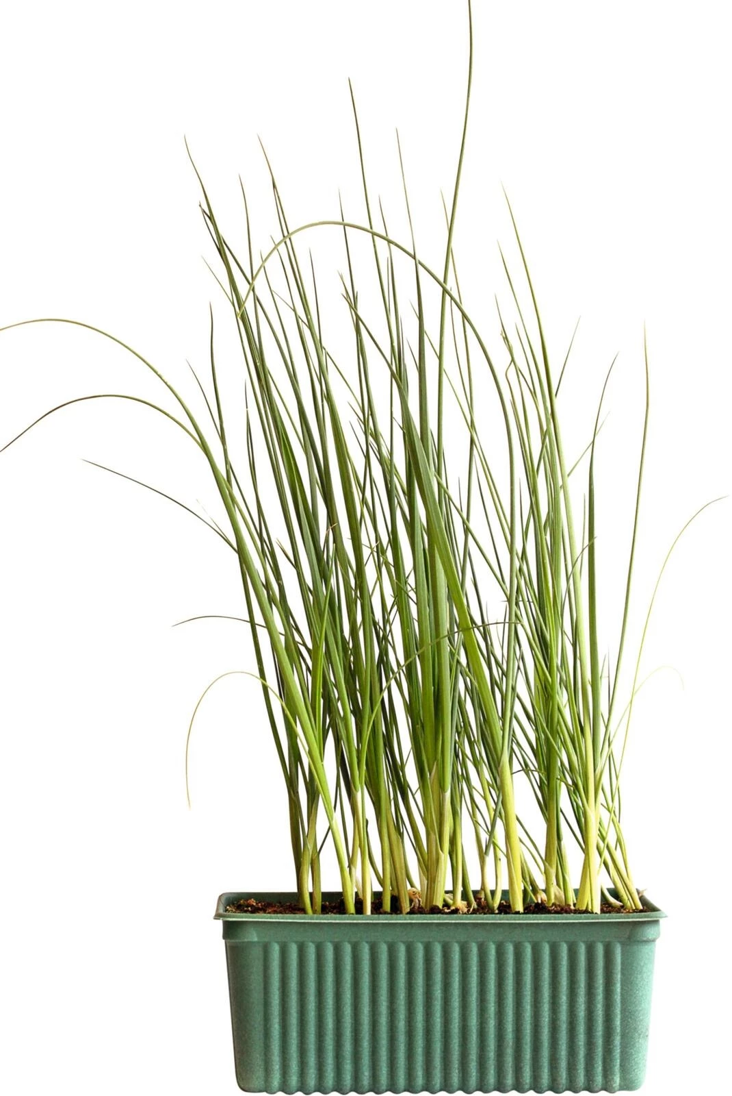 Lauch Bio 6er Schale