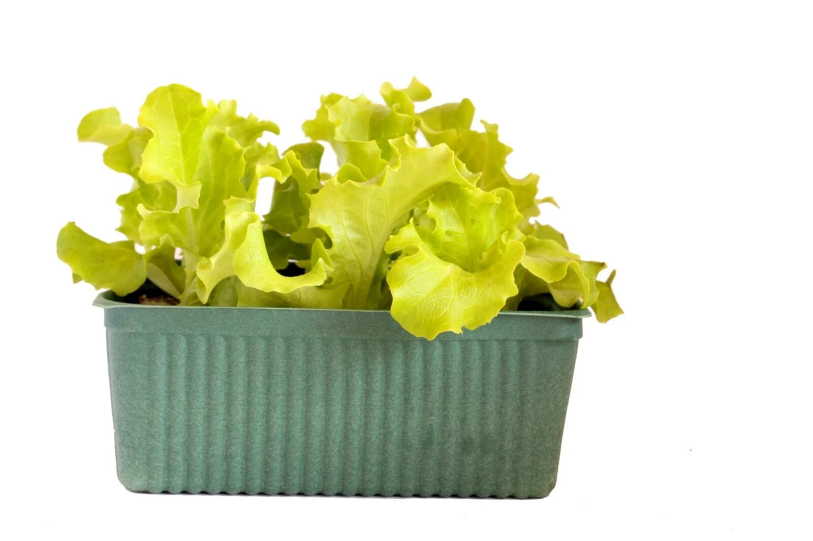 Krachsalat grün Bio Schale