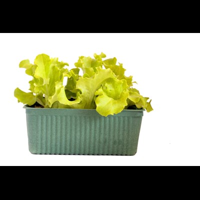 Salade croquante  vert bio pot