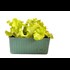 Salade croquante  vert bio pot