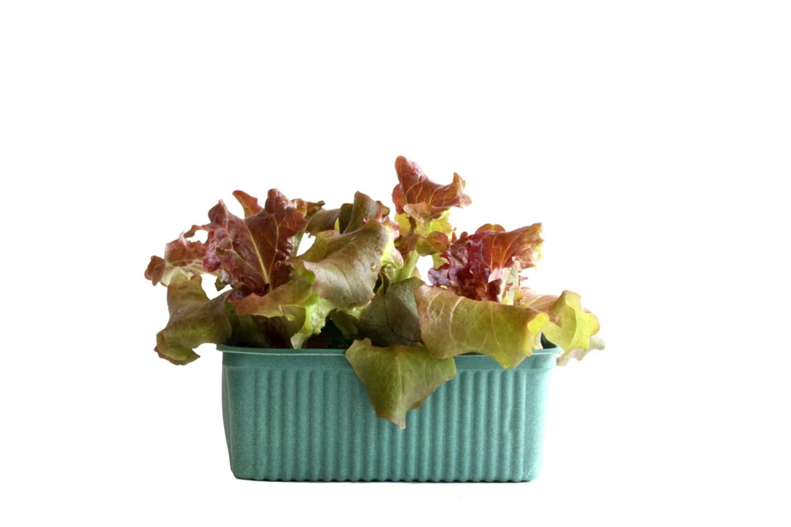 Lollo BIO rot 6er Schale