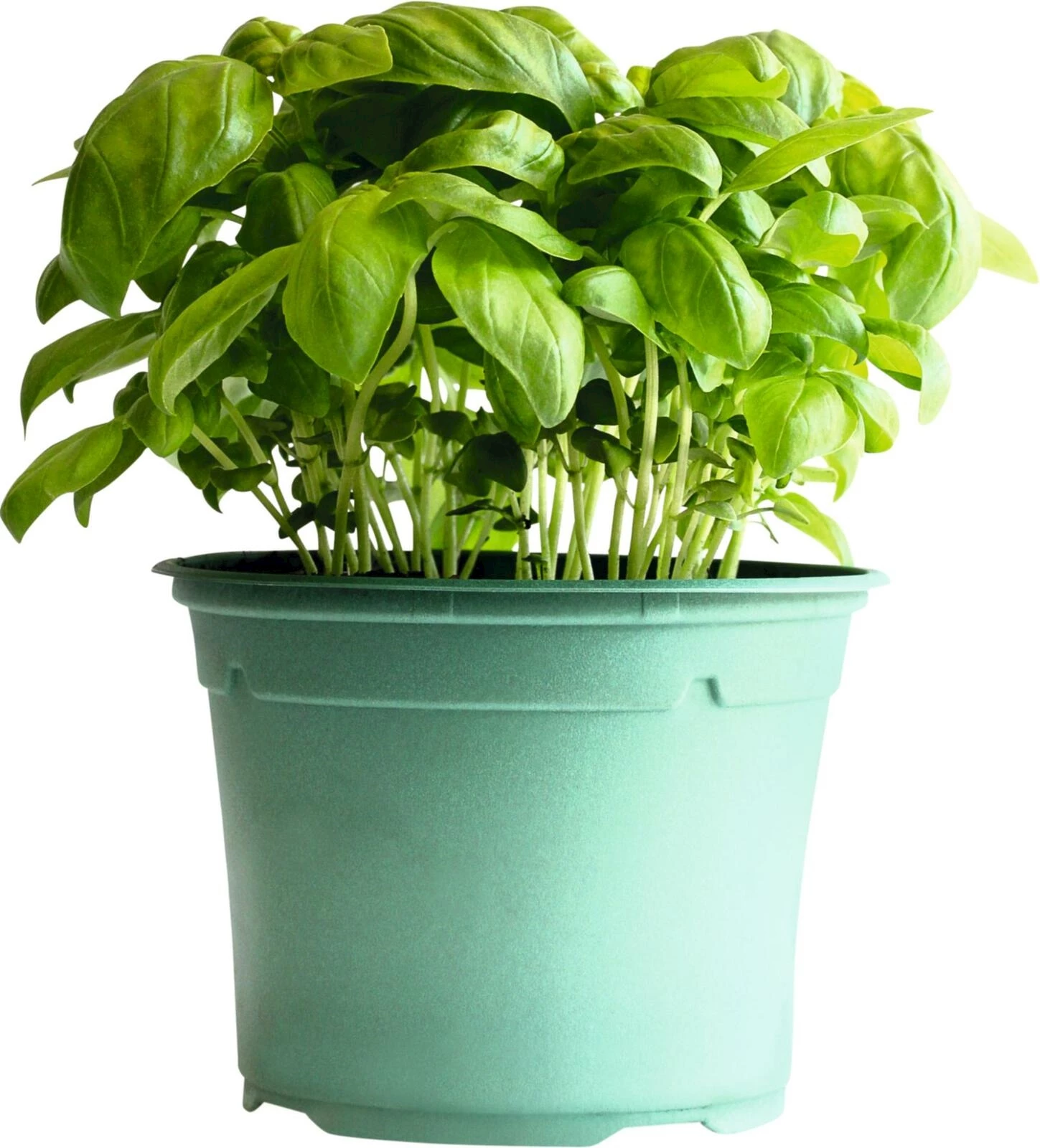 BIO  Basilikum P13 cm