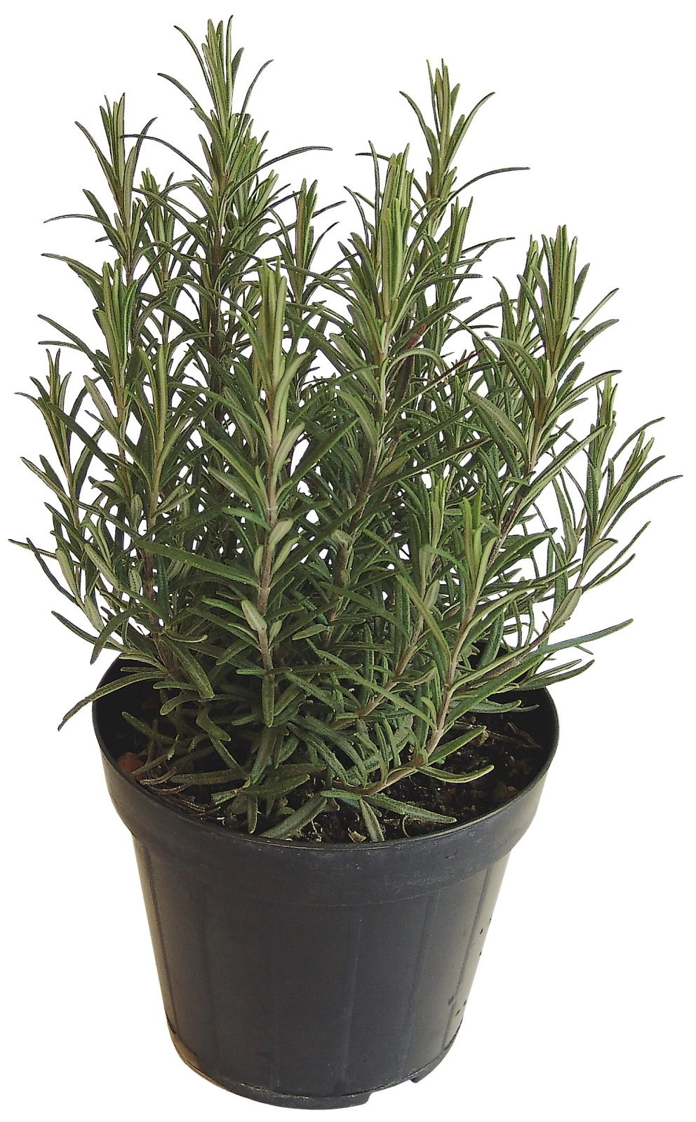 Rosmarin Bio P12 cm kaufen Kräuter u. Gewürze LANDI