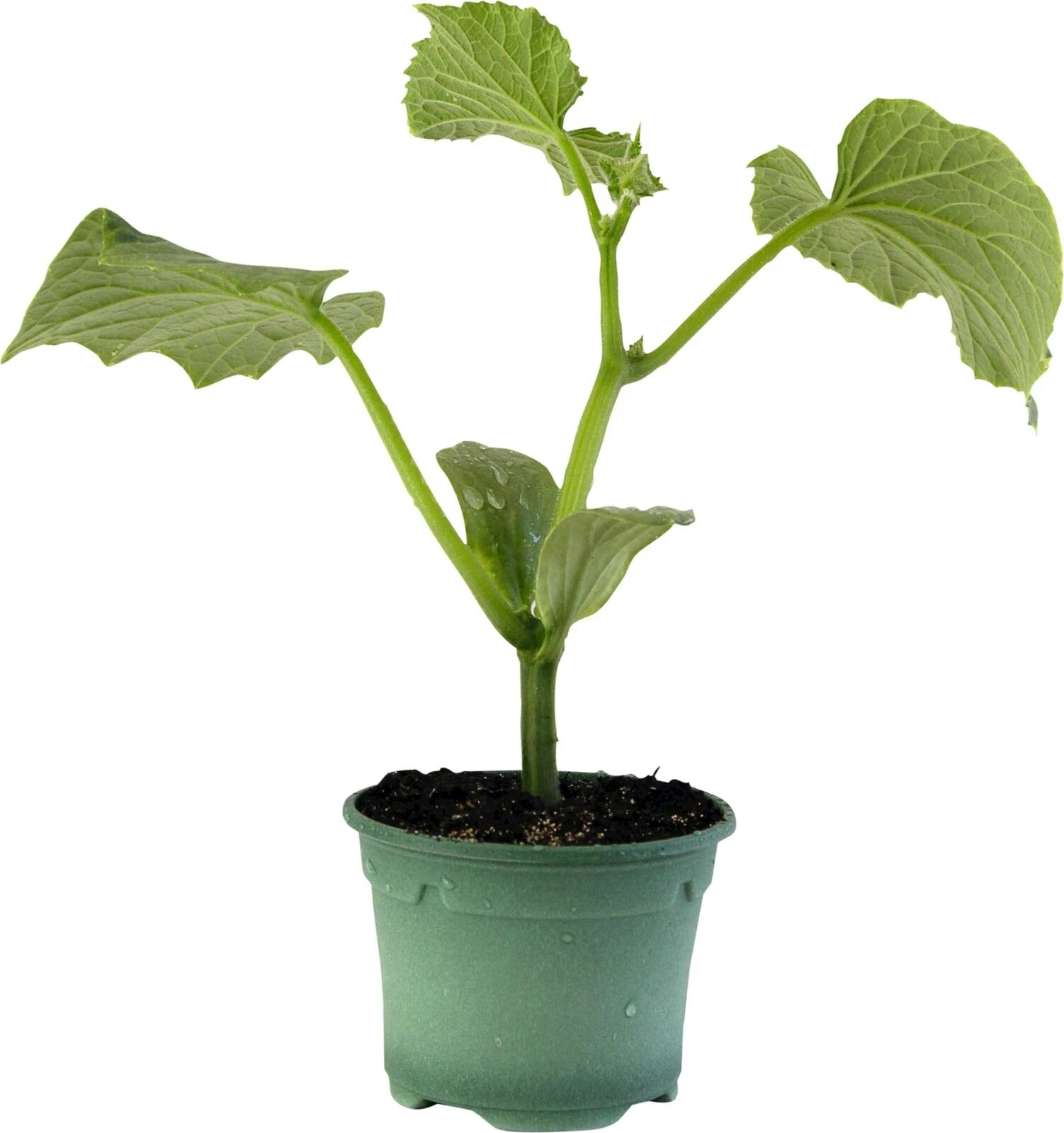 Gurken Bio Nostrano P9 cm kaufen Setzlinge u. Gemüse LANDI