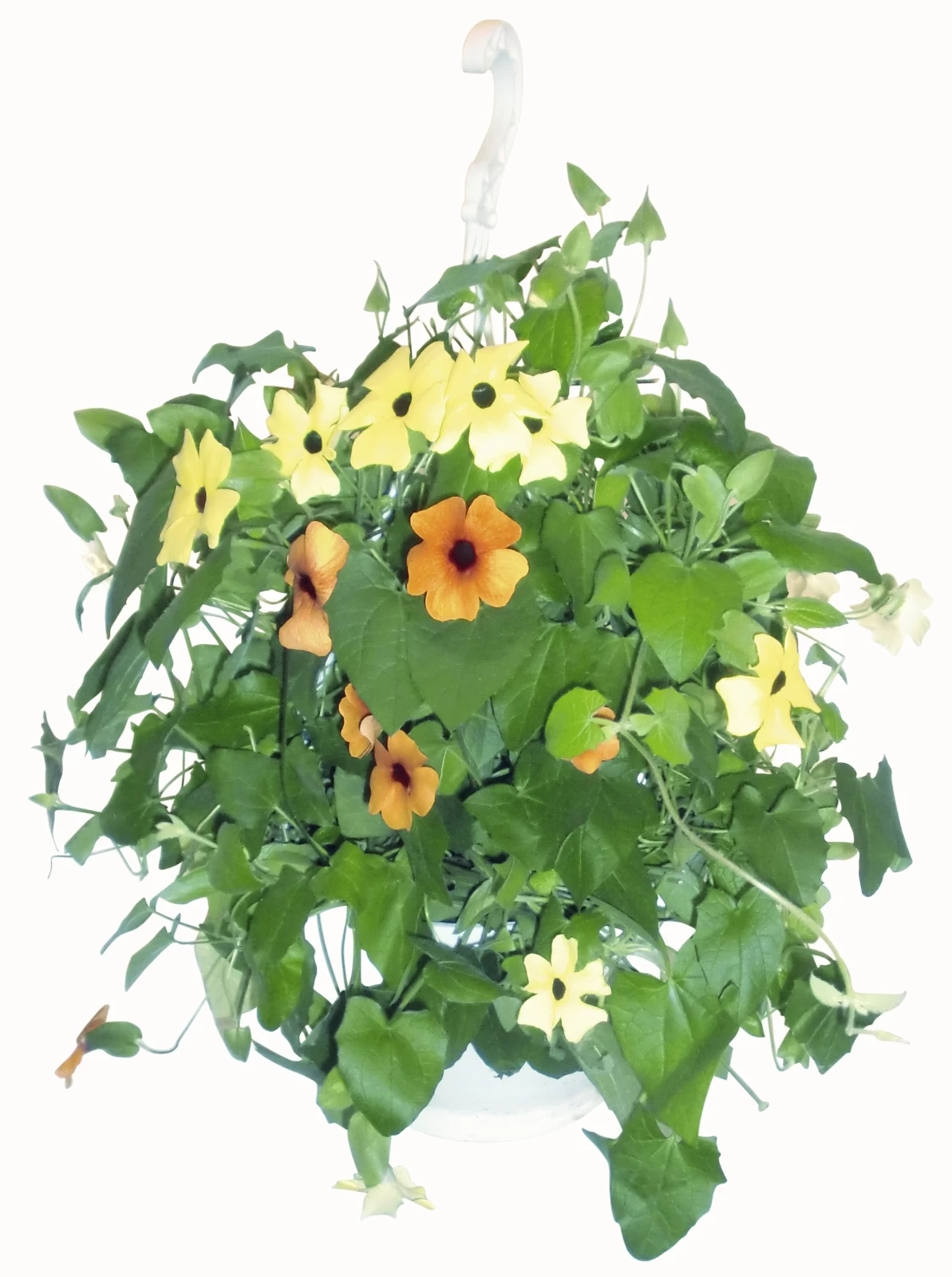 Thunbergia Ampel 25 cm