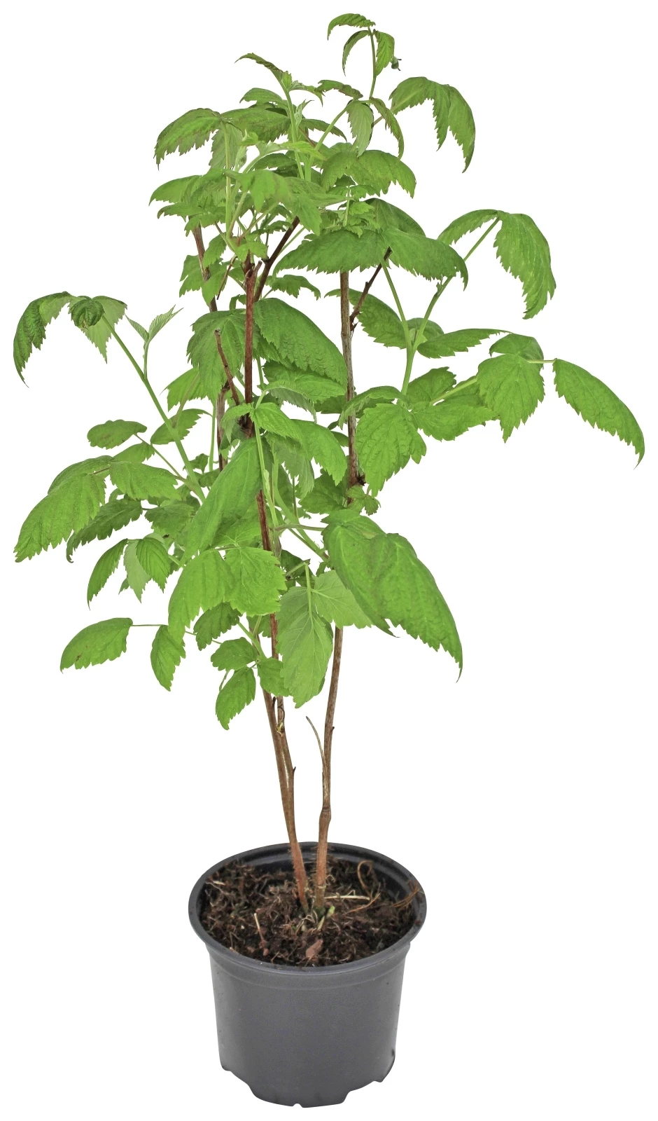 Sommerhimbeeren Williamete P12 cm