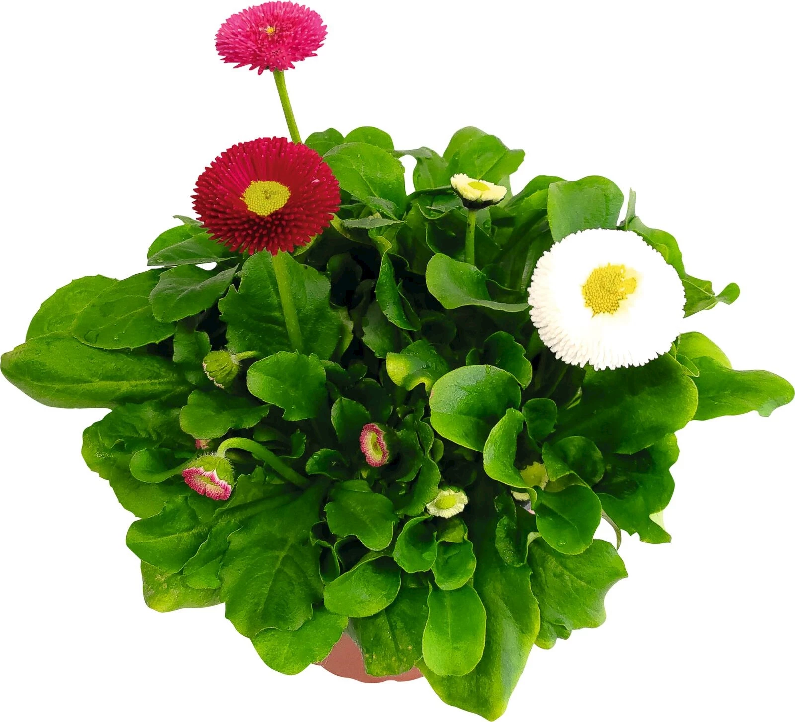 Bellis tricolor P13 cm