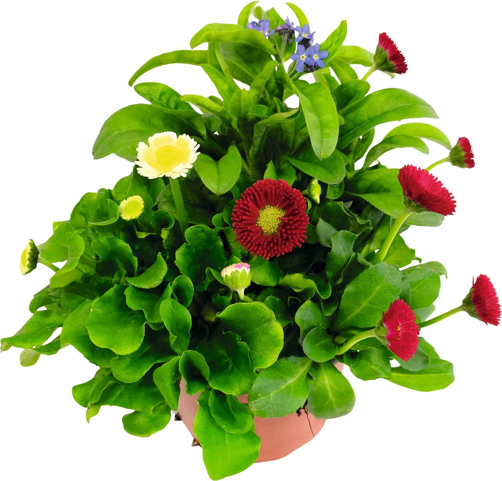 Bellis / Myosotis Mixtopf P13 cm