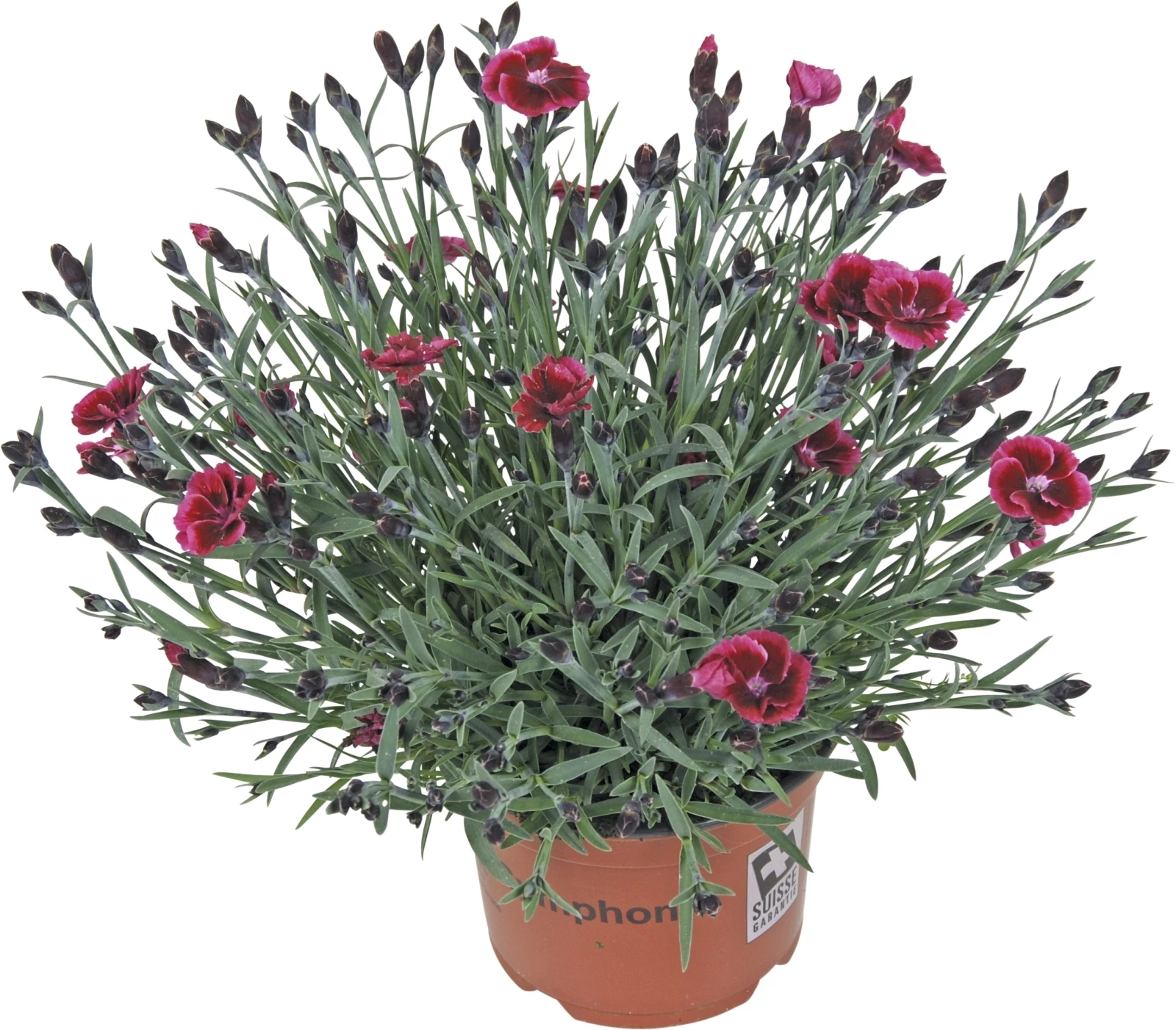 Gartennelken winterhart P13 cm