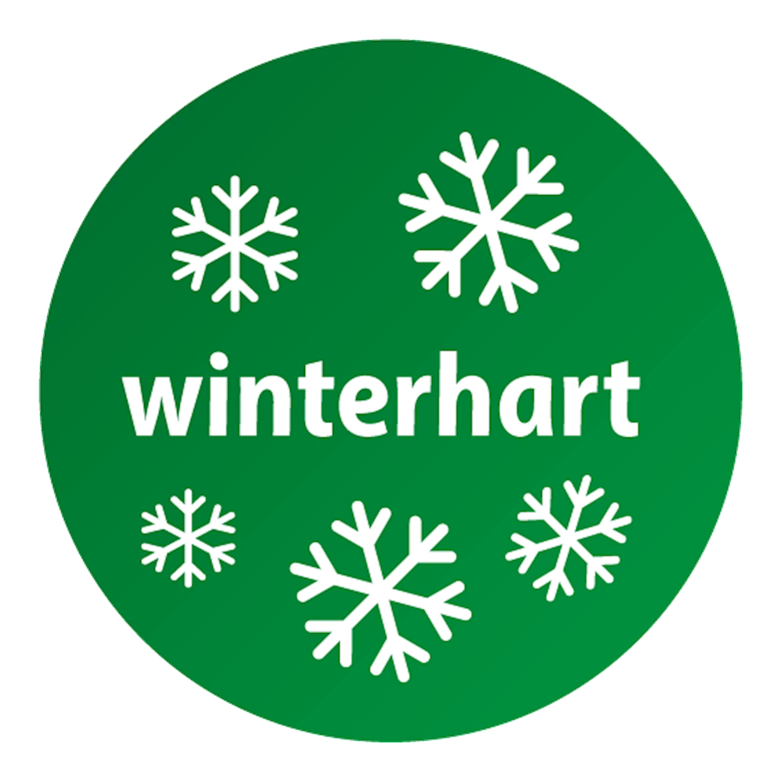 Gartennelken winterhart P13 cm