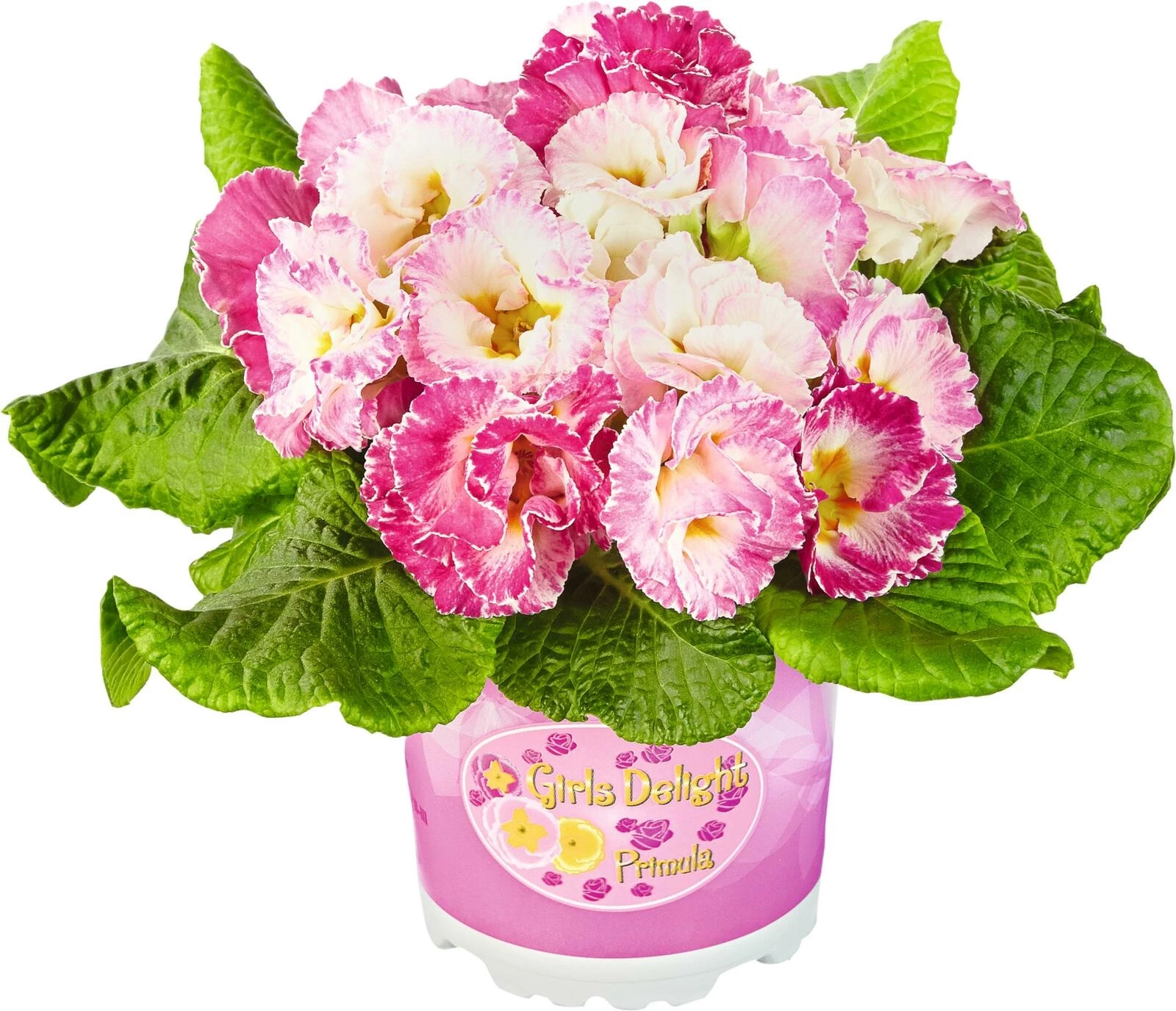 Rosen-Primeln P10,5 cm