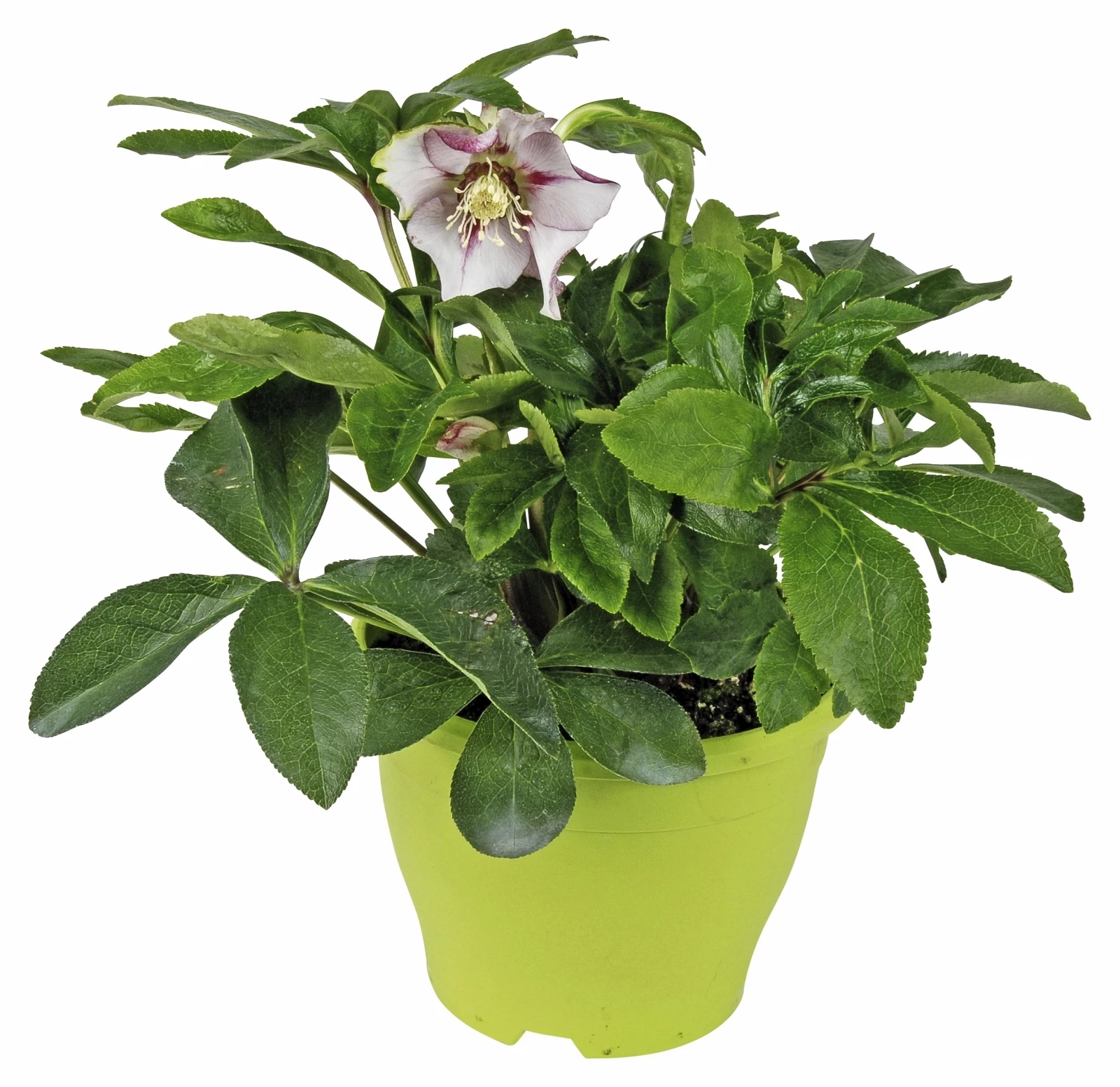 Lenzrose P19 cm kaufen Kletterpflanzen u. mehrjährige Pflanzen LANDI