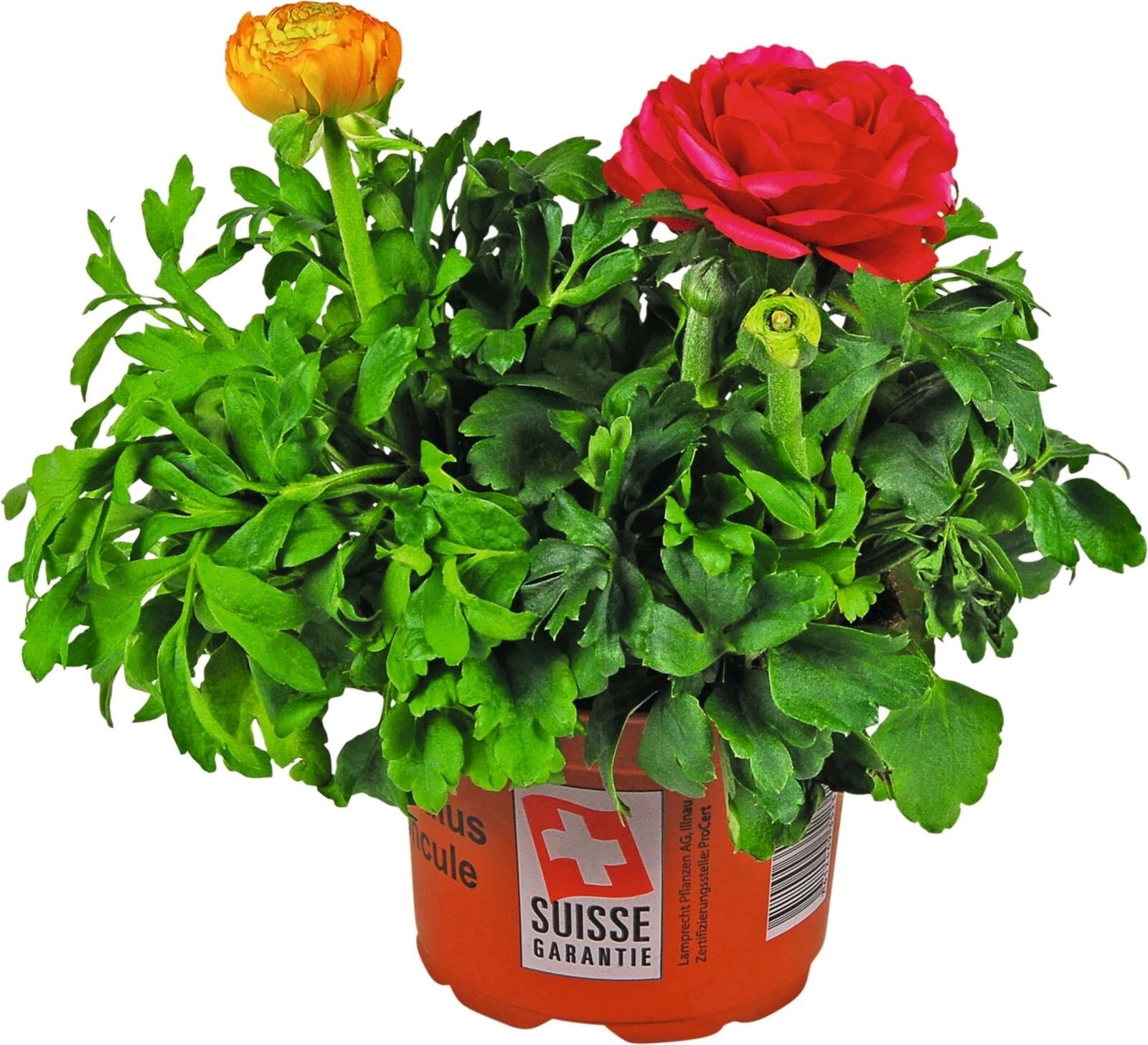 Ranunkeln Carneval P13 cm