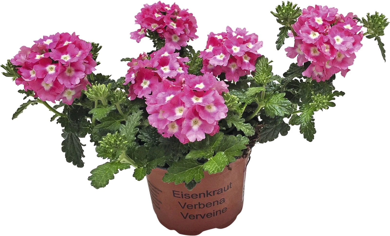 Verbena Hänger rosa P10,5 cm