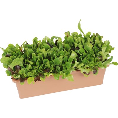Salade à cueillir  40 × 14 cm