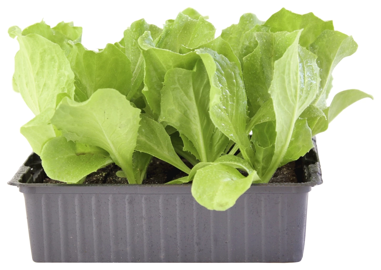 Endivien 6er Schale kaufen Setzlinge u. Gemüse LANDI