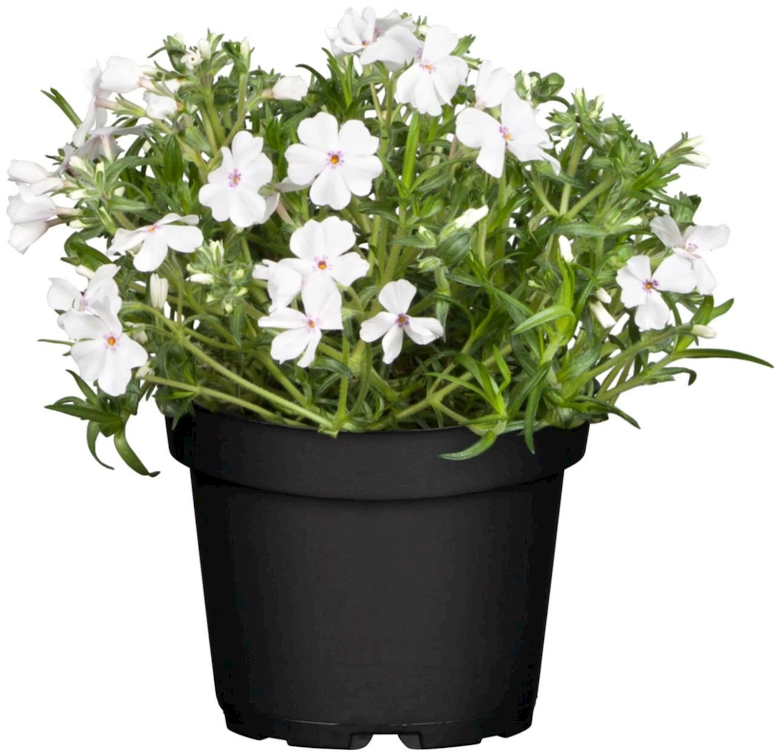 Phlox subulata P14 cm