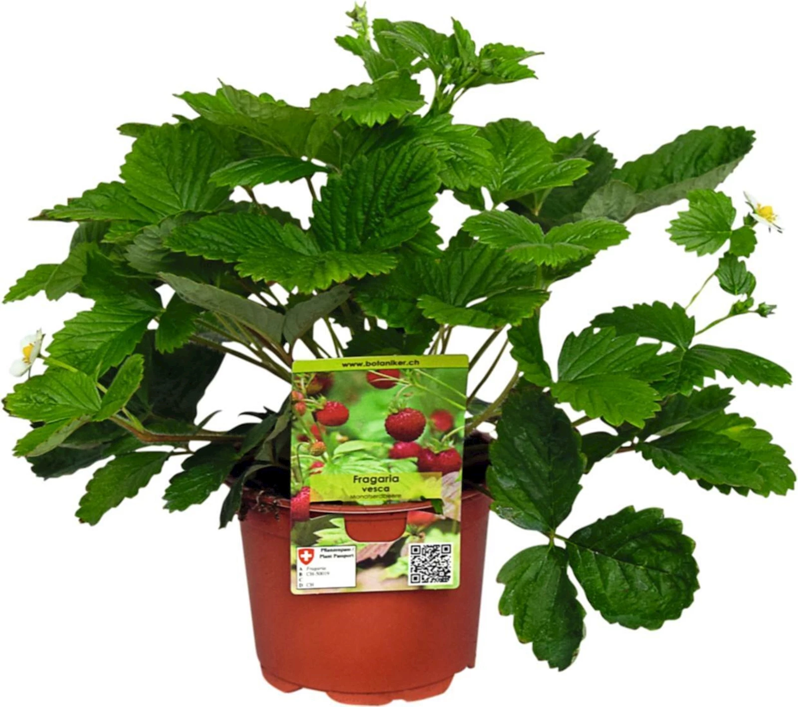 Monatserdbeere P12 cm