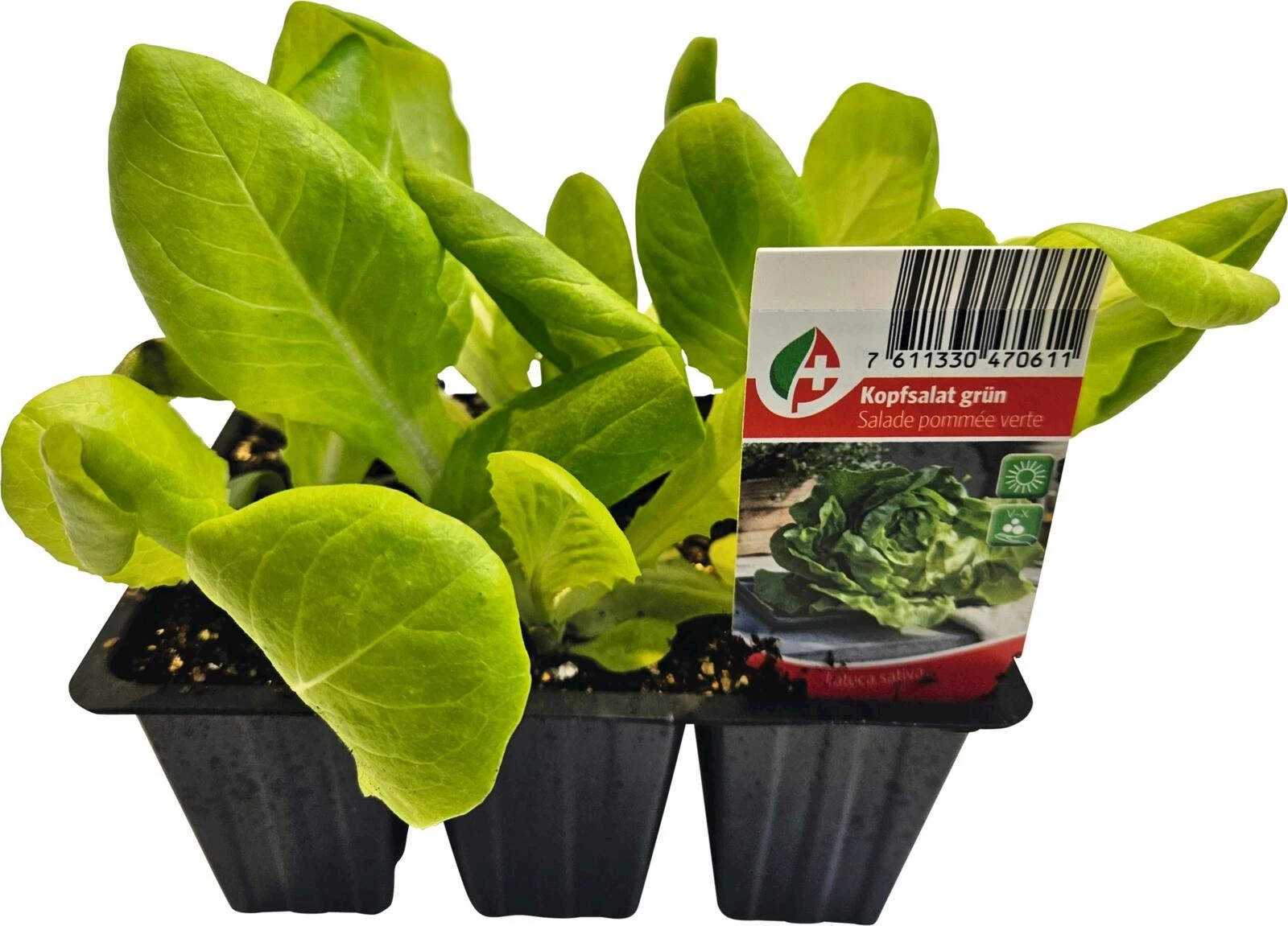 Kopfsalat Winter grün 6er