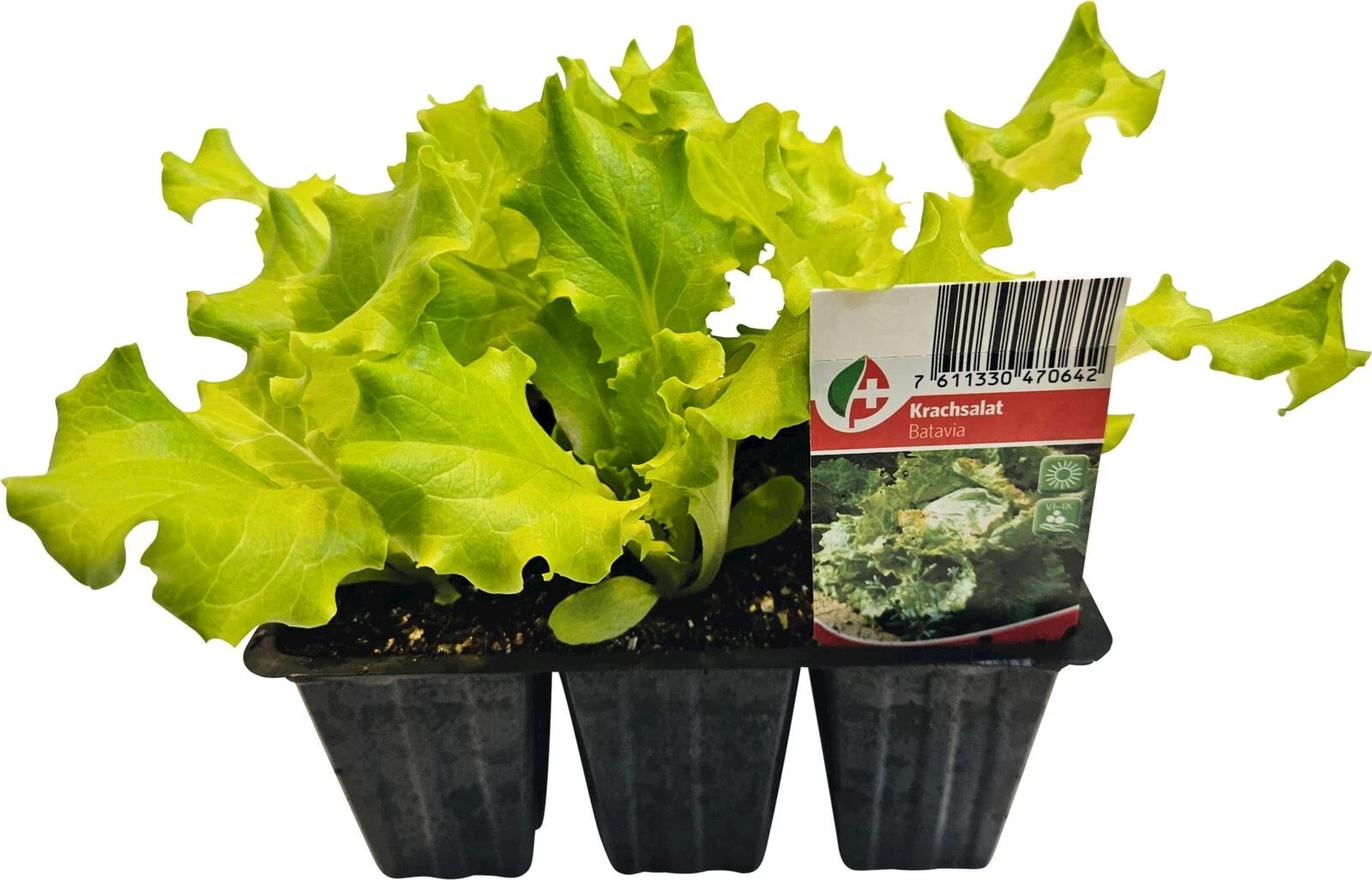 Krachsalat Batavia 6er kaufen Setzlinge u. Gemüse LANDI