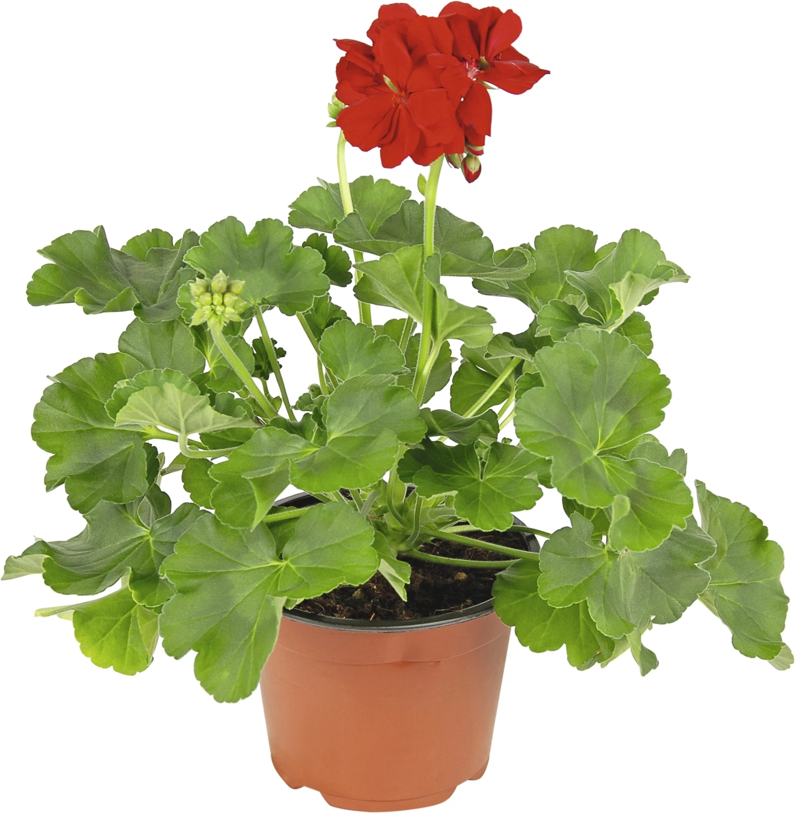 Géranium Calliope Dark Red P13 cm