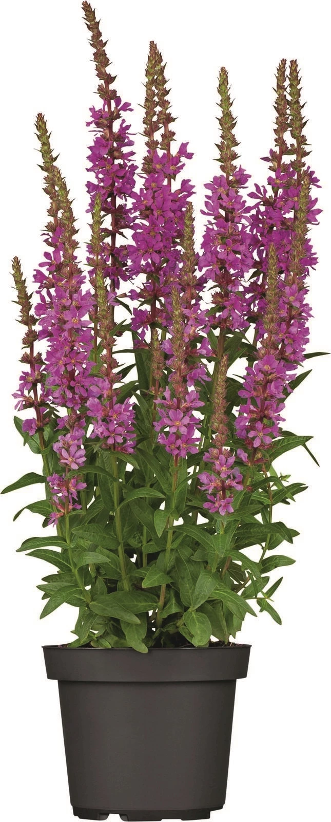 Blütenstauden P14 cm