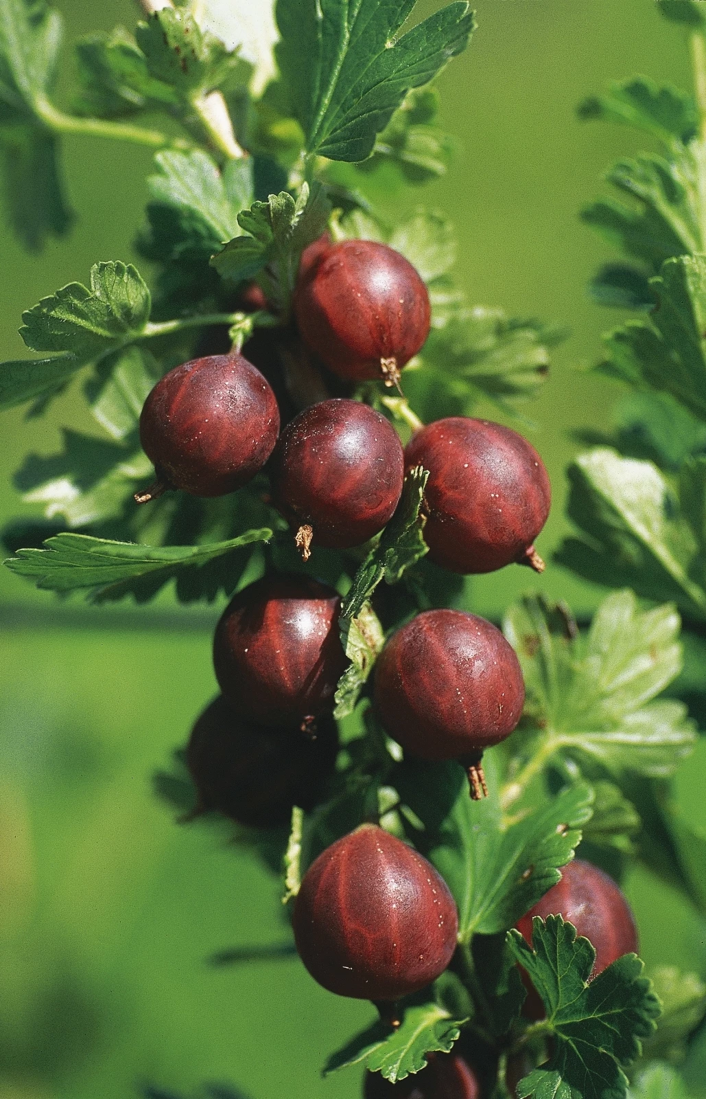 Stachelbeeren Mix Obst u. Beeren LANDI