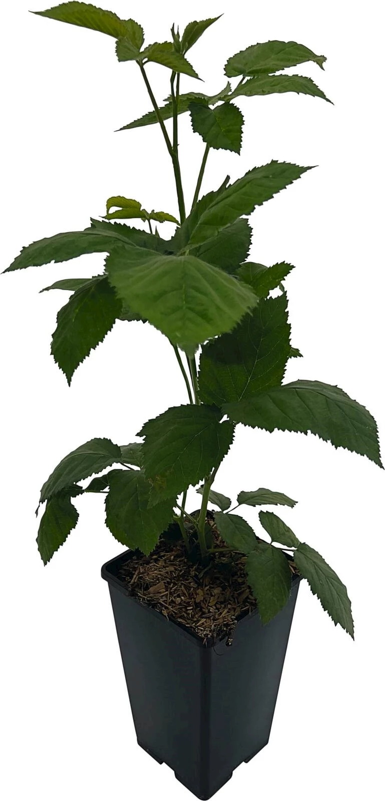 Brombeeren Loch Ness P5 l