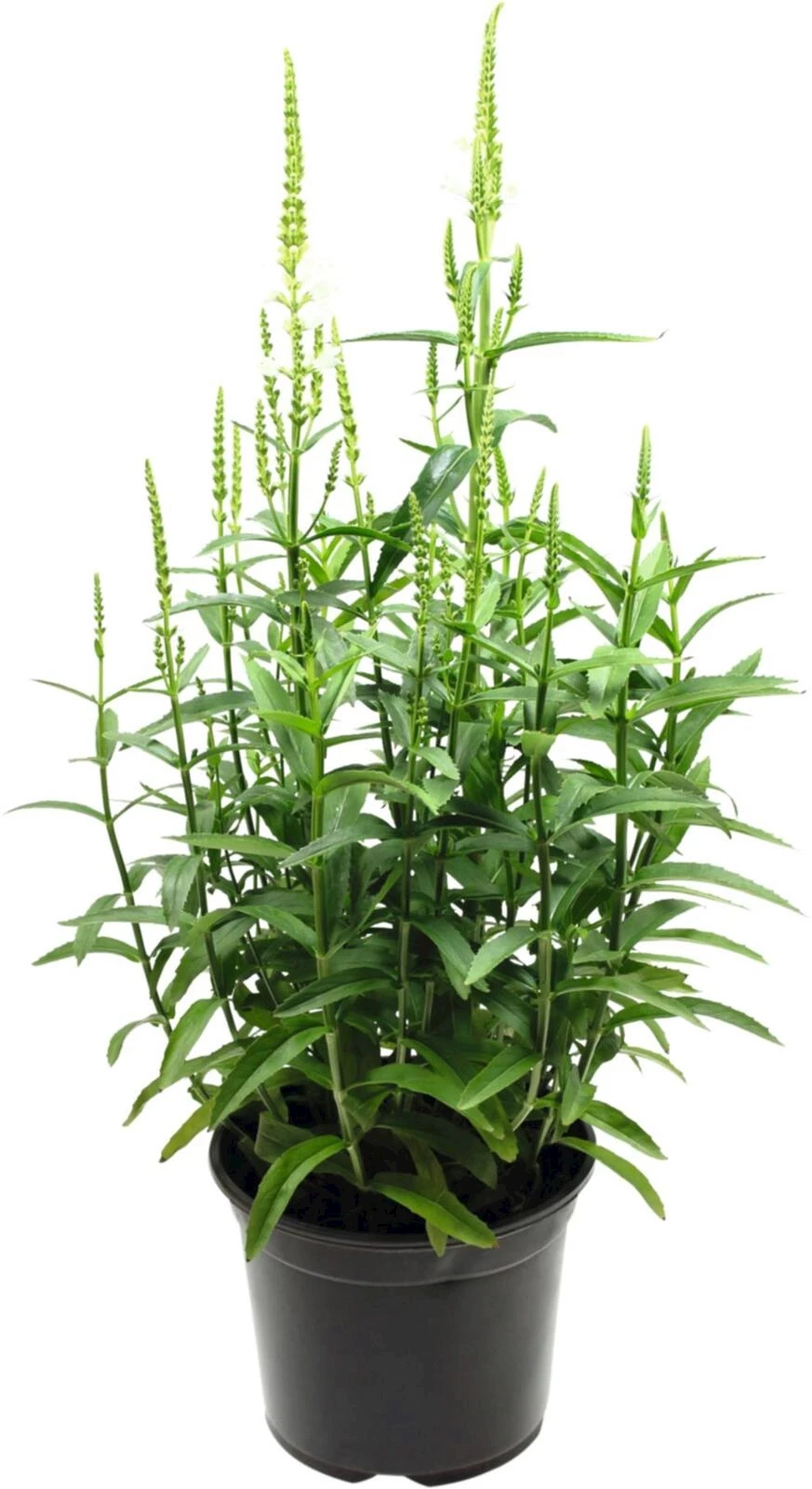 Physostegia P18 cm