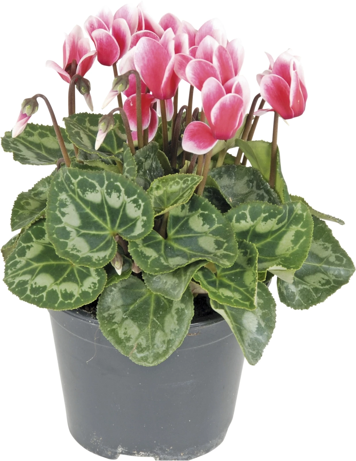 Cyclamen Colibri Snowridge Mix P10.5 cm