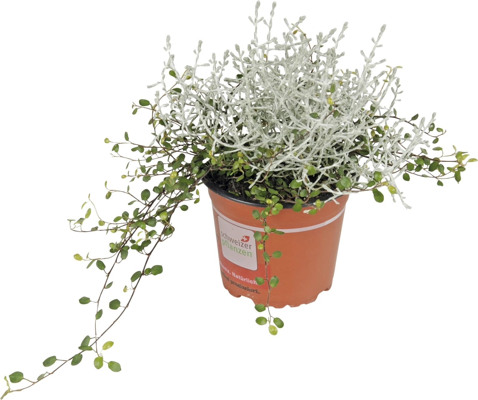 Mühlenbeckia/Calocephalus P12 cm