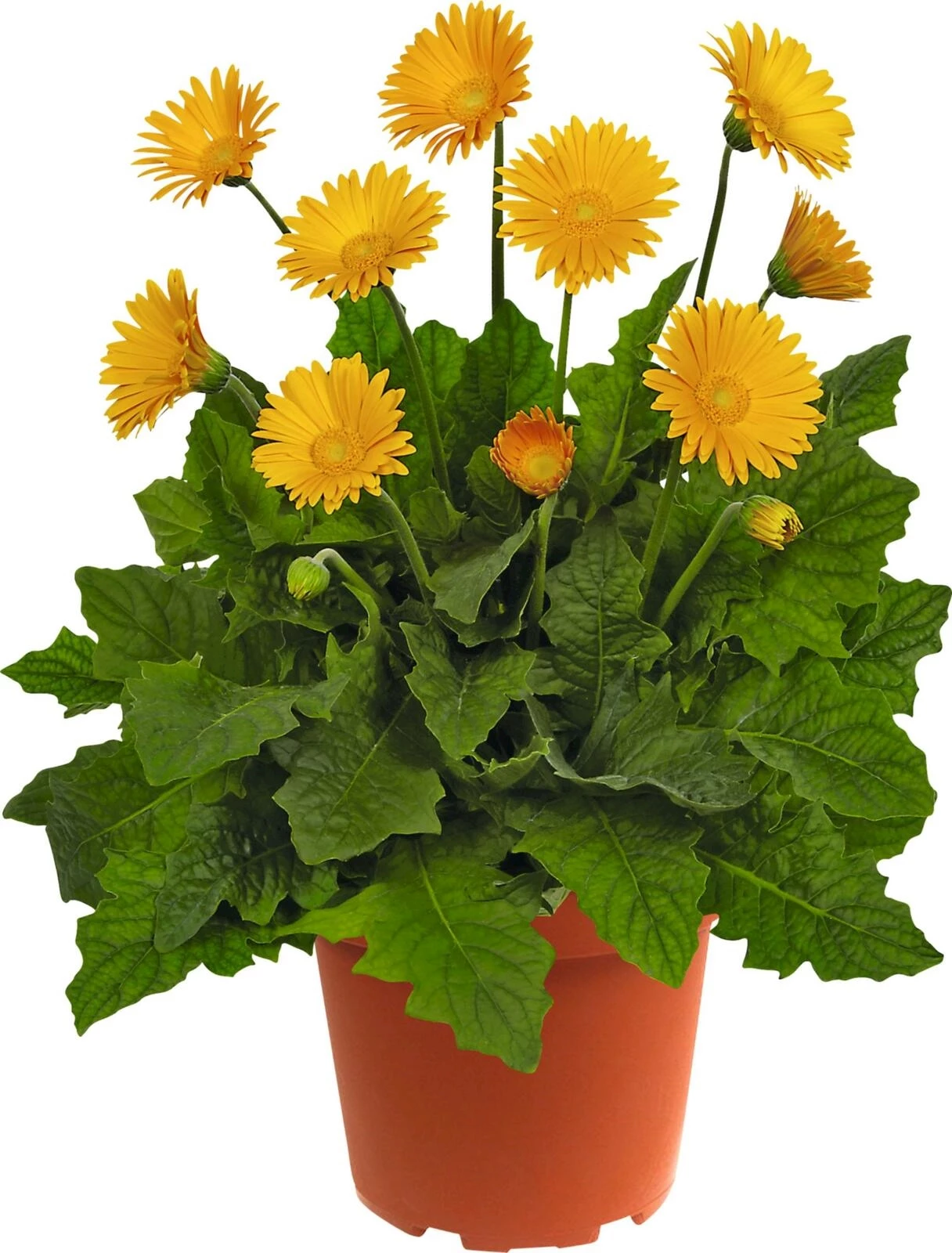 Gerbera winterhart P17 cm