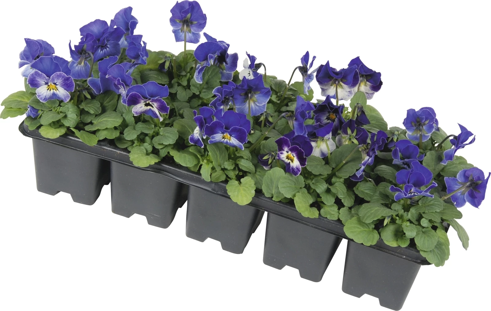 Viola Cornuta bac à 10 coul.bleu