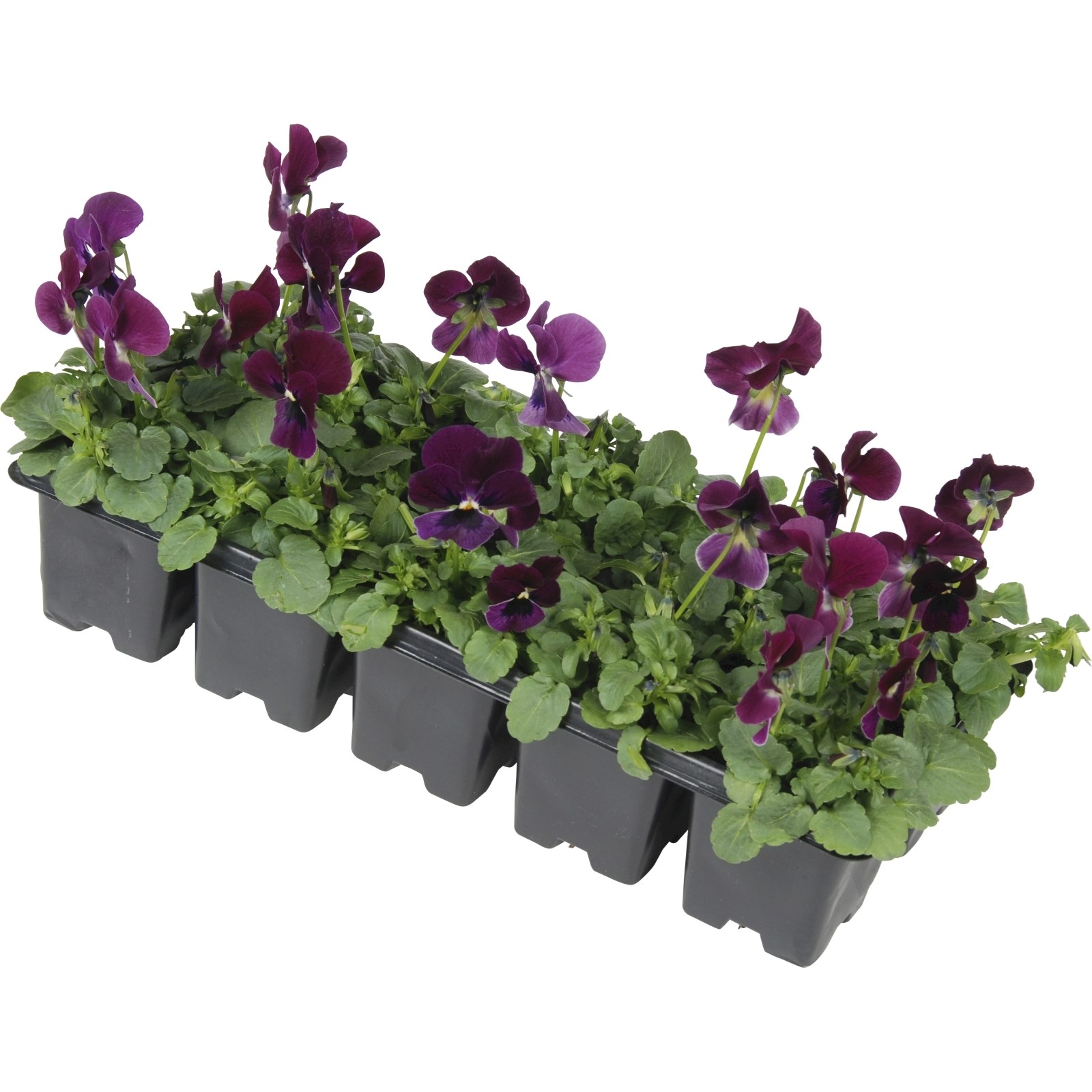 Viola Cornuta bac à 10 coul.violet Acheter - Plantes à massif et à balcon  annuelles - LANDI