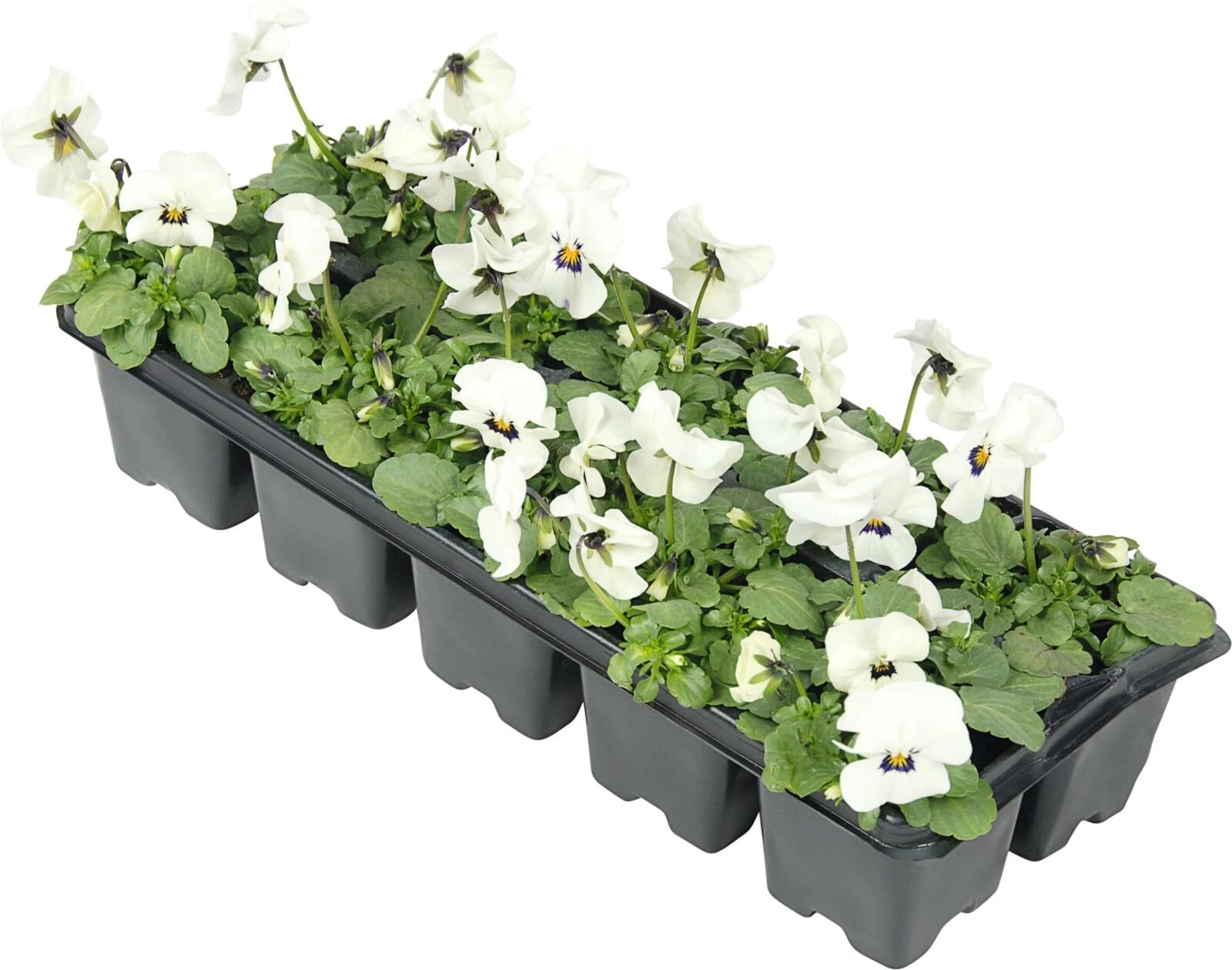 Viola Cornuta 10er Schale weisstöne